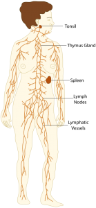 Powerful Detox System