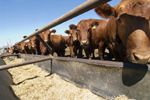 cows eating grain