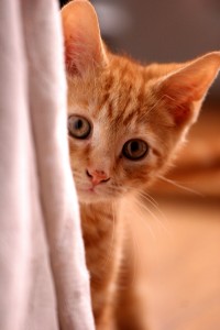 Cute-Kitten worst holiday gifts