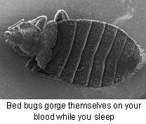 Bed Bugs