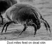 Dust Mites