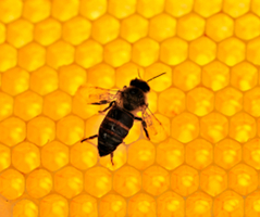 pesticides bees pesticides bees