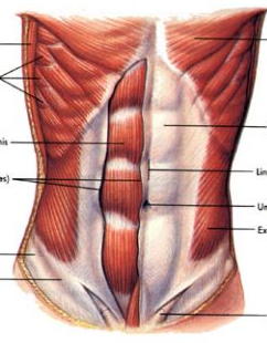ab diagram female (2) never grill meat