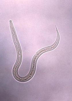 hookworms and allergies