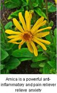 Arnica for Back Pain Relief