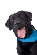 Your Dog and Pain (important for all dog owners!)