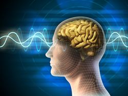 How Systemic Enzymes Fight for Your Brain Health