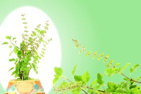 6 Best Herbs to Relieve Stress