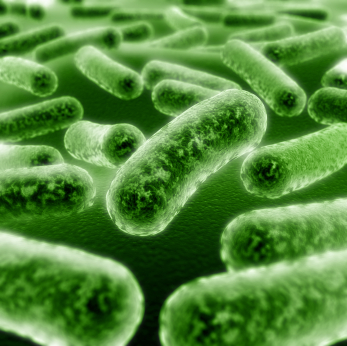 Bacteria meningitis outbreak