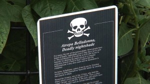 Belladonna
