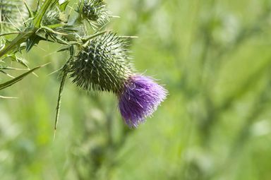 benefits of milk thistle