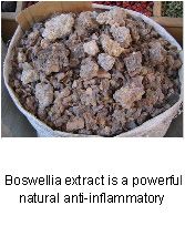 Healing Herbs: Boswellia