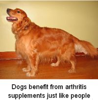 Natural Pain Relief for Dogs