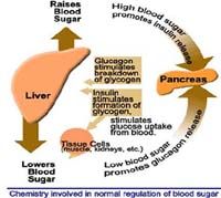 Blood Sugar Regulation — Fact vs. Fiction