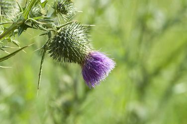The 8 Key Benefits of Milk Thistle