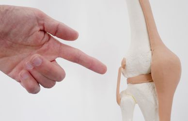 The Key to Strong, Pain-Free Joints: Healthy Chondrocytes