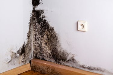 Little-Known Treatment to Attack Black Mold Syndrome (and Mold Allergies)
