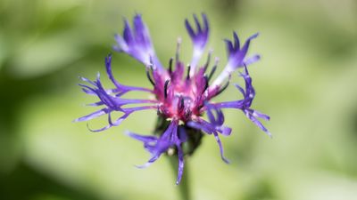 Don’t Let Its Name Fool You; Devil’s Claw Is an Herbal Remedy Godsend (Especially for Arthritis)