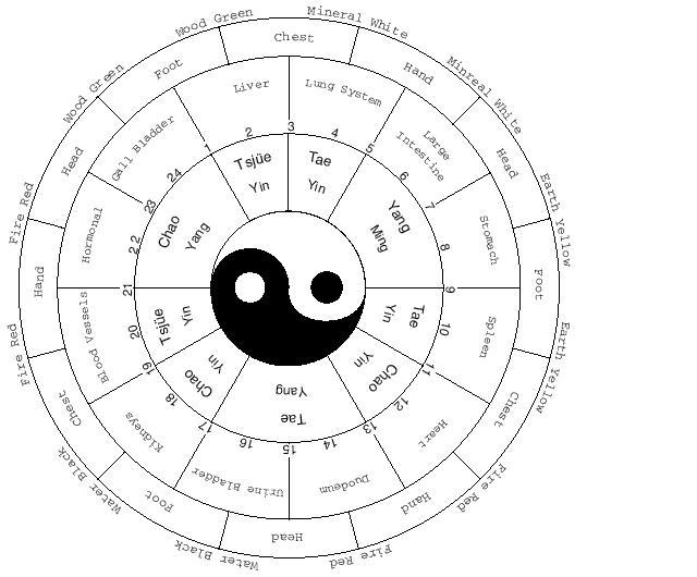 Chinese Medicine Organ Clock