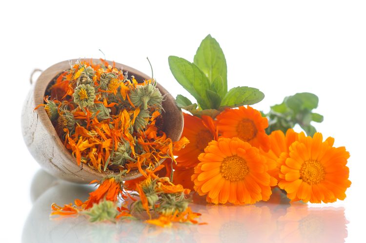 calendula