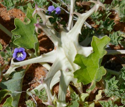 devils claw