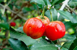 acerola cherries vitamin c and healthy eyesight