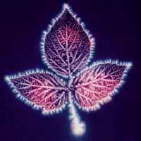 kirlian leaf energy field