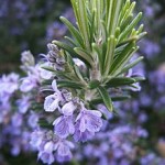 anti-inflammatory herb rosemary