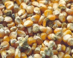 Aflatoxin Contaminated Corn