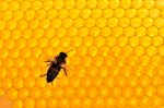 vanishing of the bees