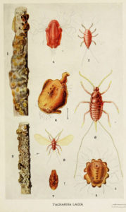 Life Cycles of Lac Insects