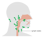 lymph nodes neck